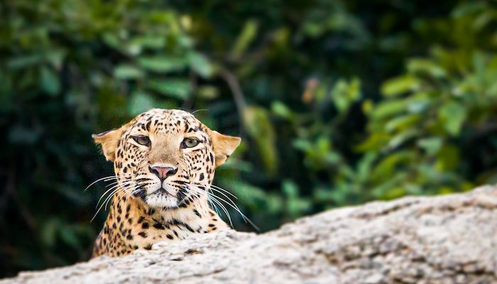 Read Leopard Country by Patanjali Somayaji