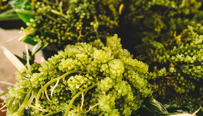 Read WHEN THE SEA GIVES YOU GRAPES by WWF Asia-Pacific