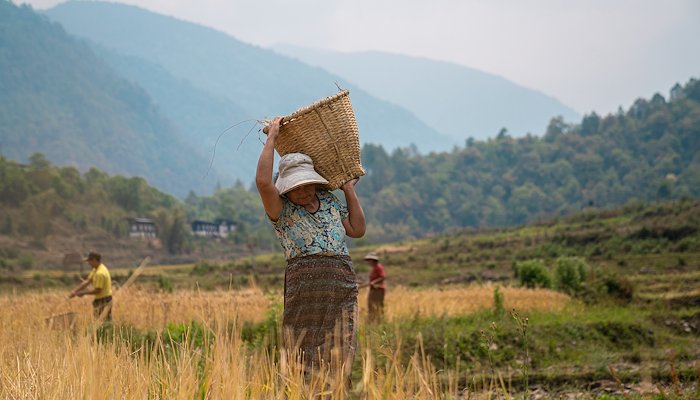 Read HARVESTING RICE FOR THE FIRST TIME by UNDP Bhutan