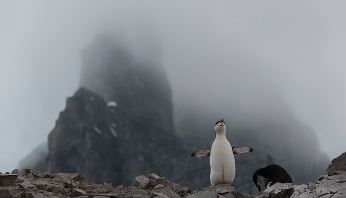 Read Penguin scientists by Christian Åslund