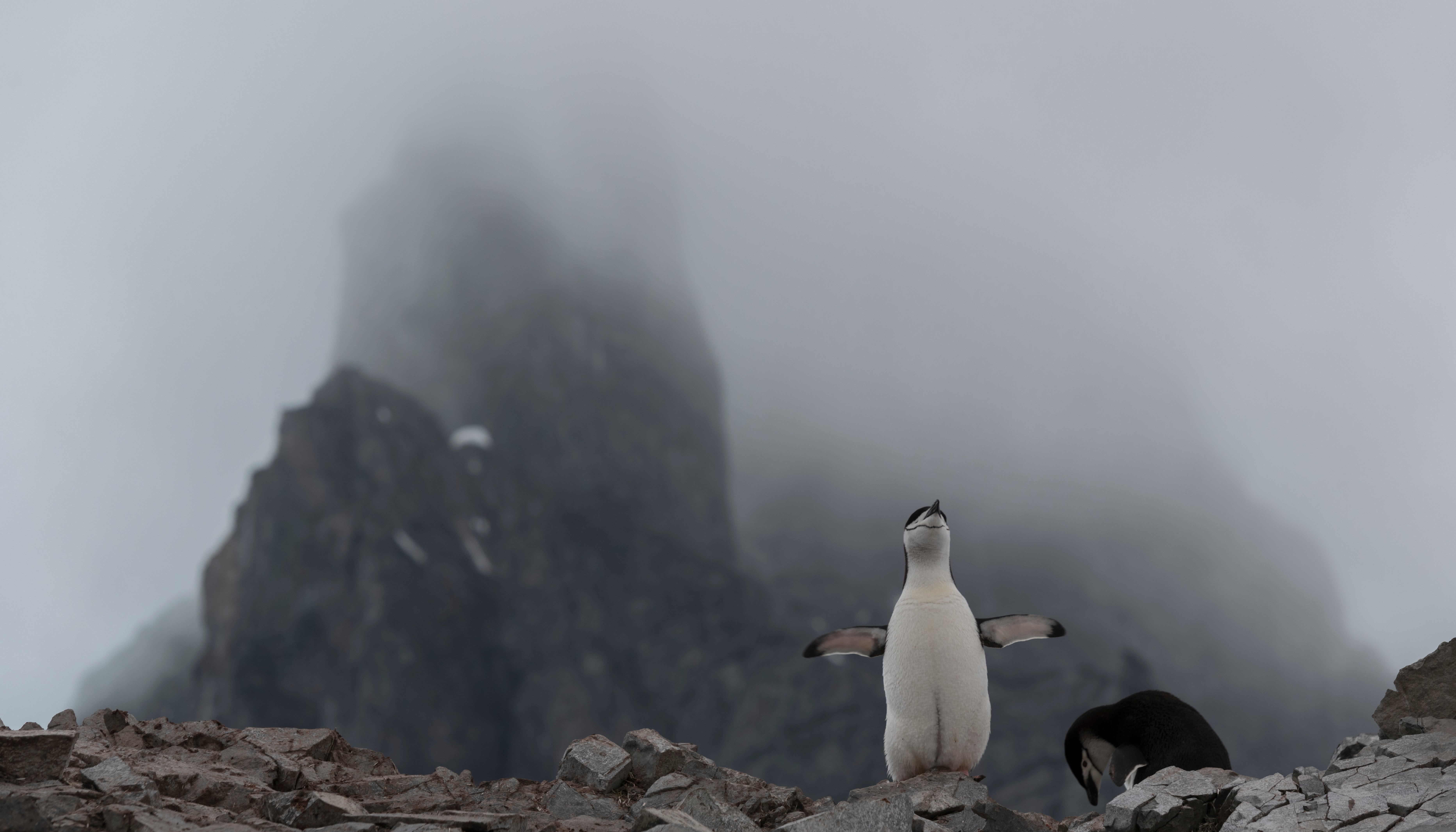 Read Penguin scientists by Christian Åslund