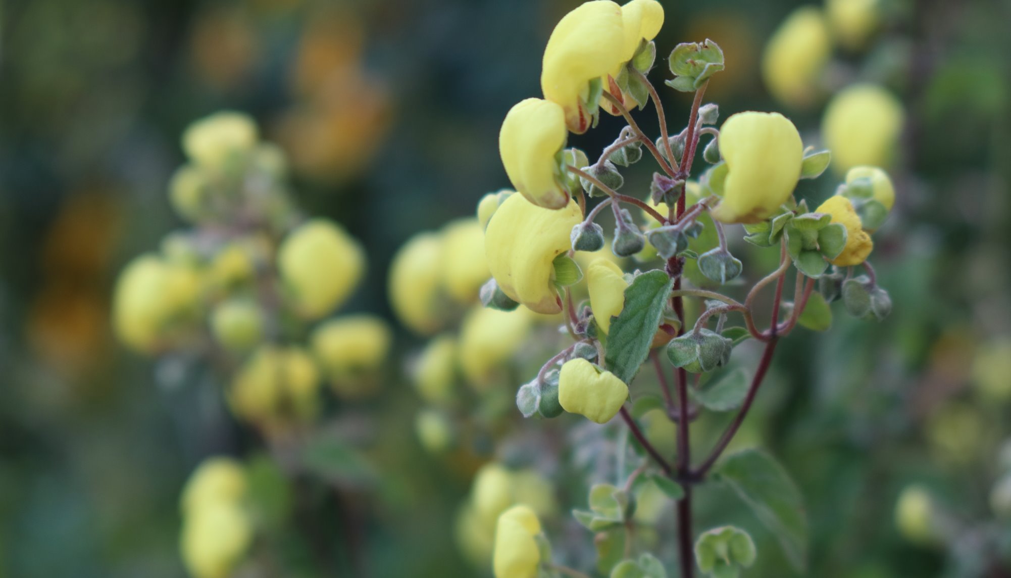 Read Blomster by Niels Clemmensen