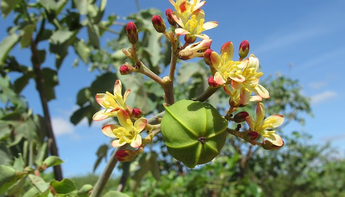 Read El bosque tiene nuevos "ipayes" by PNUD Bolivia