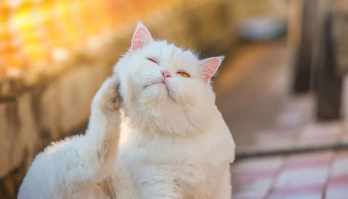 Read How Can Petglow Ear Infection Treatment Instantly Relieve Cats with Ear Mites? by Peter Astle