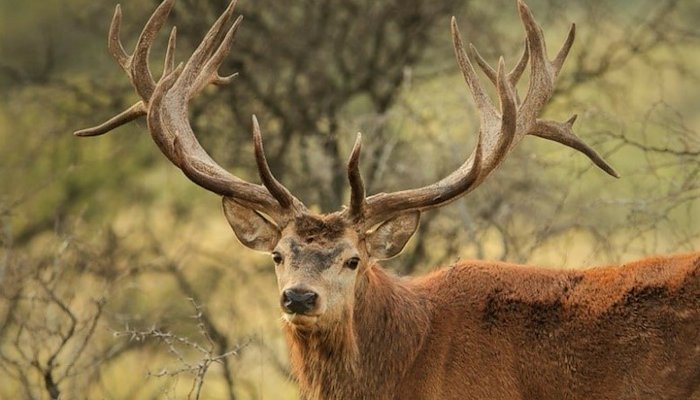 Read The Destruction of Ireland’s   Flora and Fauna: A Call for Action by Claire Mc Donald