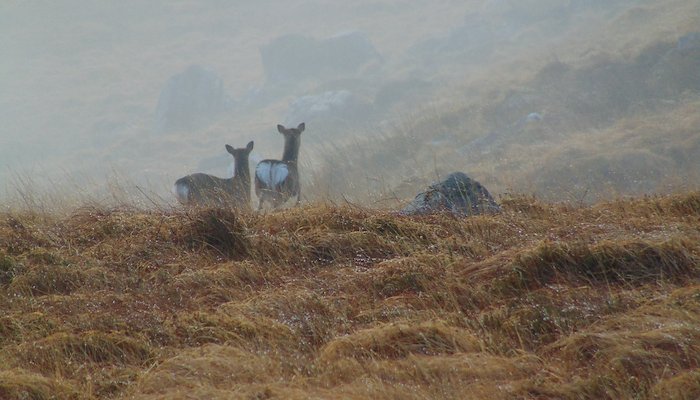 Read I am sika this! by Claire Mc Donald