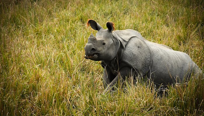 Read Kaziranga - A tale of two species by 