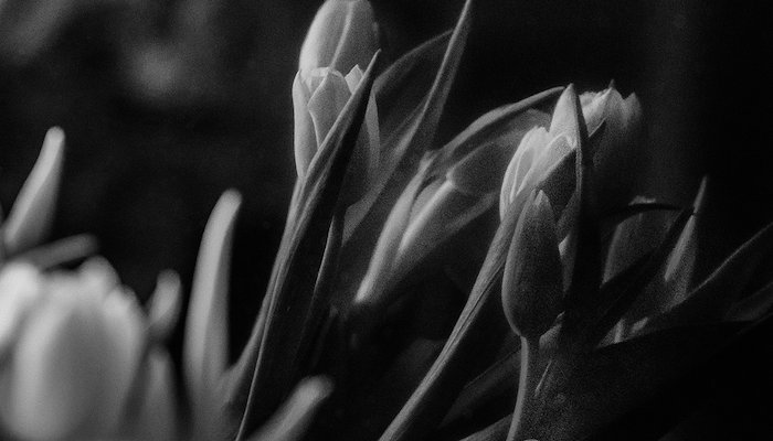 Read Tulips by Neil Rubino