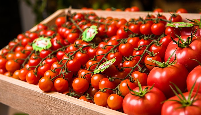 Read CERTIFIABLY HIGH-QUALITY TOMATOES FROM TURKMENISTAN by USAID Central Asia