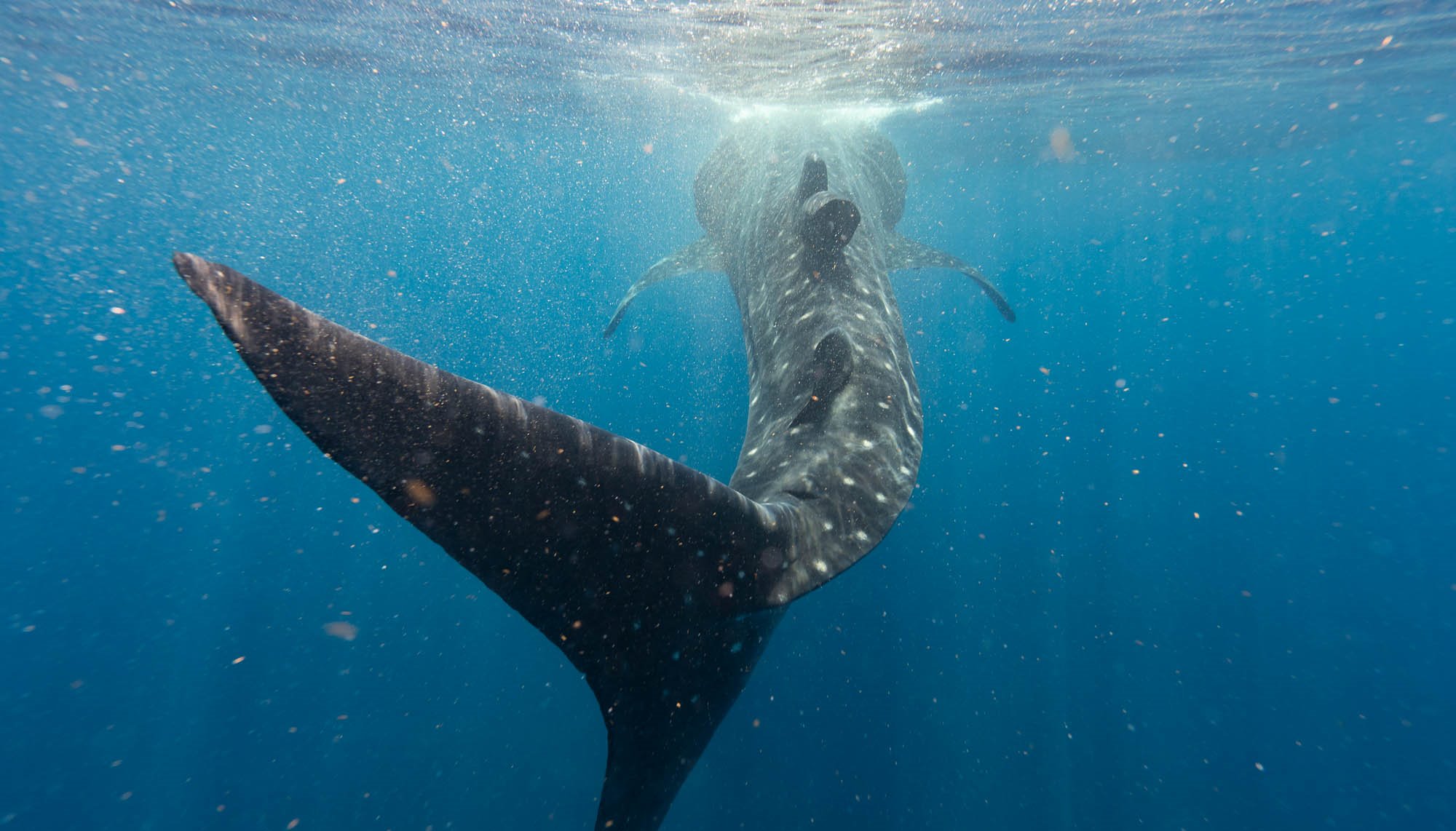 Read Whale Sharks by Brandon Mutari