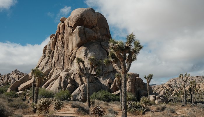 Read Joshua Tree National Park by Adrian Yang