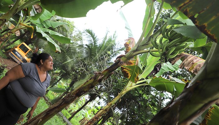 Read Plantain without pesticides in Panamá by IW:LEARN