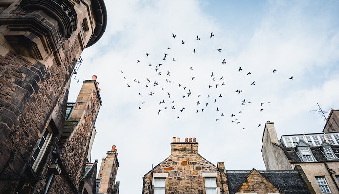 Read A Scotland Road Trip: 36hrs in Edinburgh&nbsp; by Susan Densa