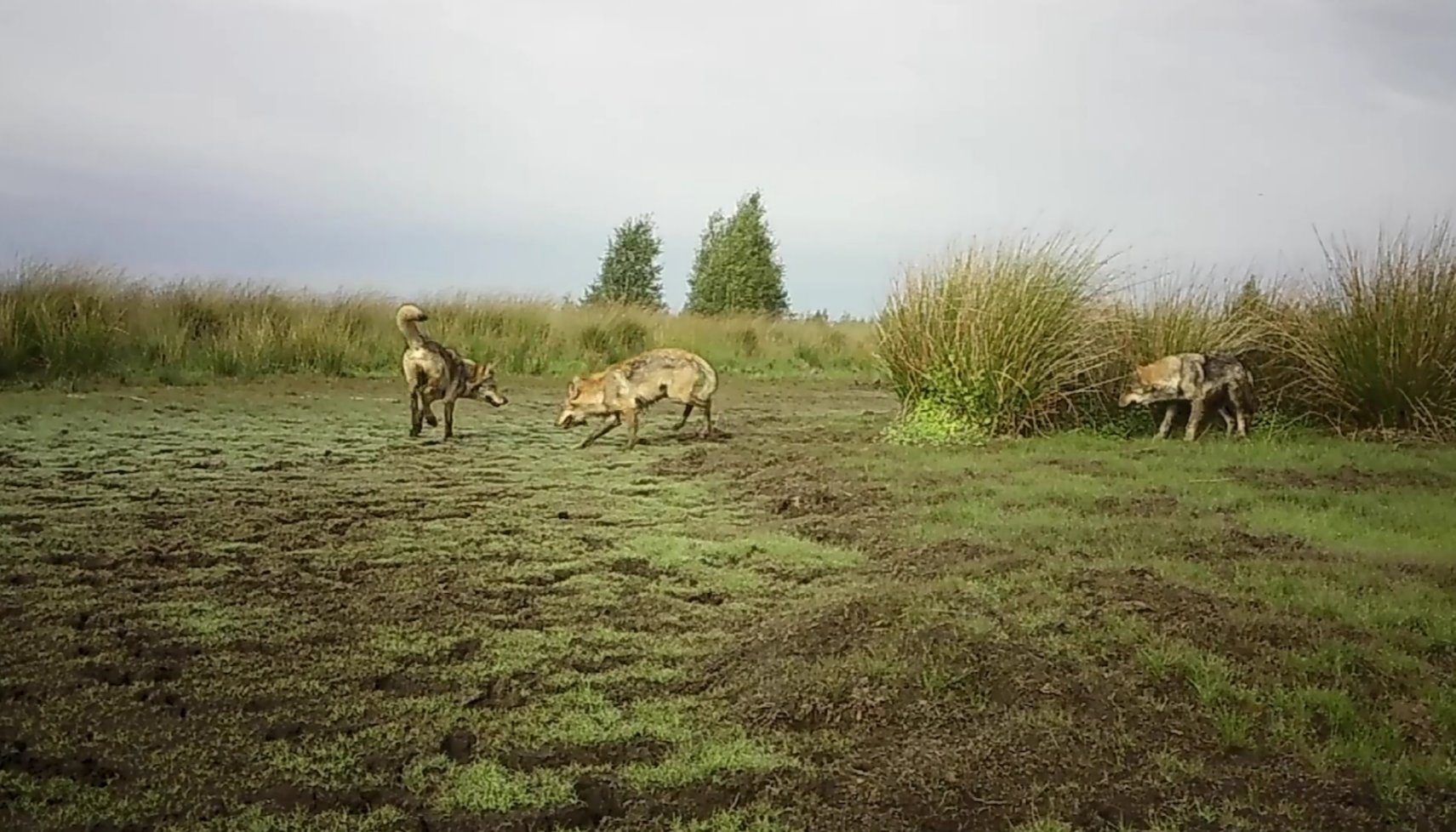 Read Trois jeunes loups filmés en train de jouer dans le Limbourg (vidéo) by Maxime Asselberghs