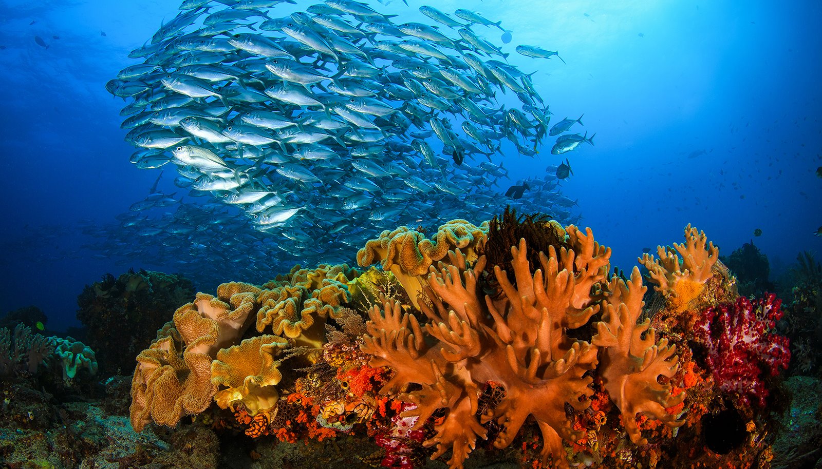 Read Unimaginable Beauty by UNDP Ecosystems & Biodiversity