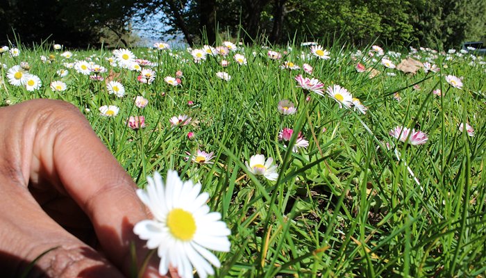 Read Wonder in Nature by KIRSTEN PISTO