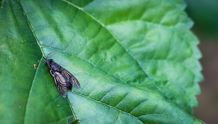 Read A Fly’s Role in Boosting Nutrition by Catholic Relief Services