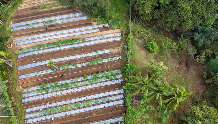 Read Growing Resilience with Farmers in Timor-Leste by Catholic Relief Services