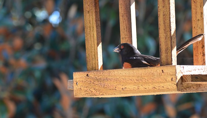 Read Birding in the backyard by Meghana Deshpande