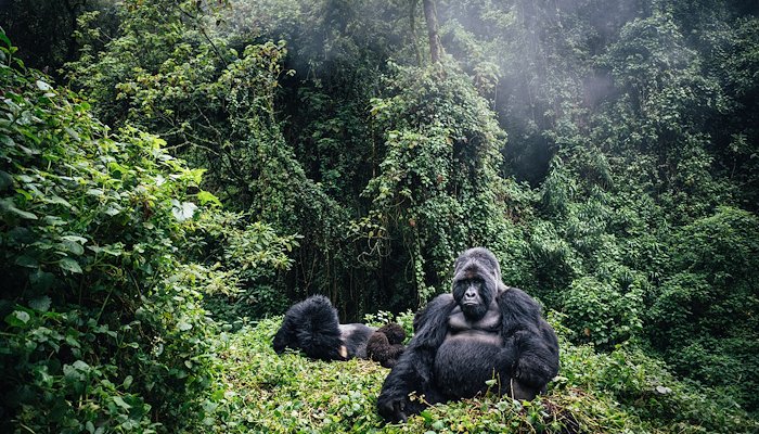 Read "the more you learn about the dignity of the gorilla, the more you want to avoid people." by 默默 富酷