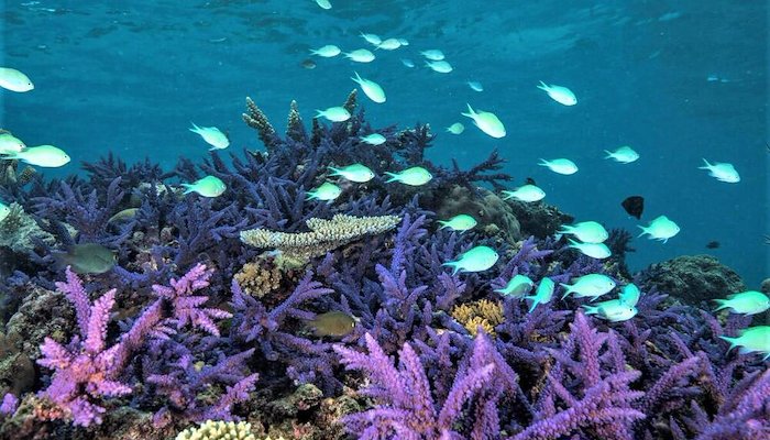 Read Fiji’s commitment to coral reef conservation by IW:LEARN