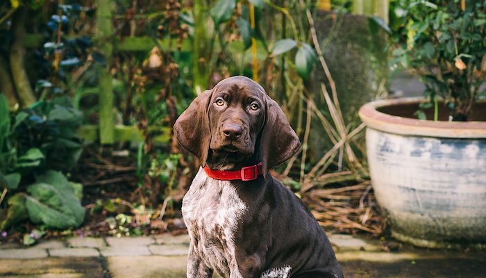 Read Young Finn the GSP by Melissa Keizer