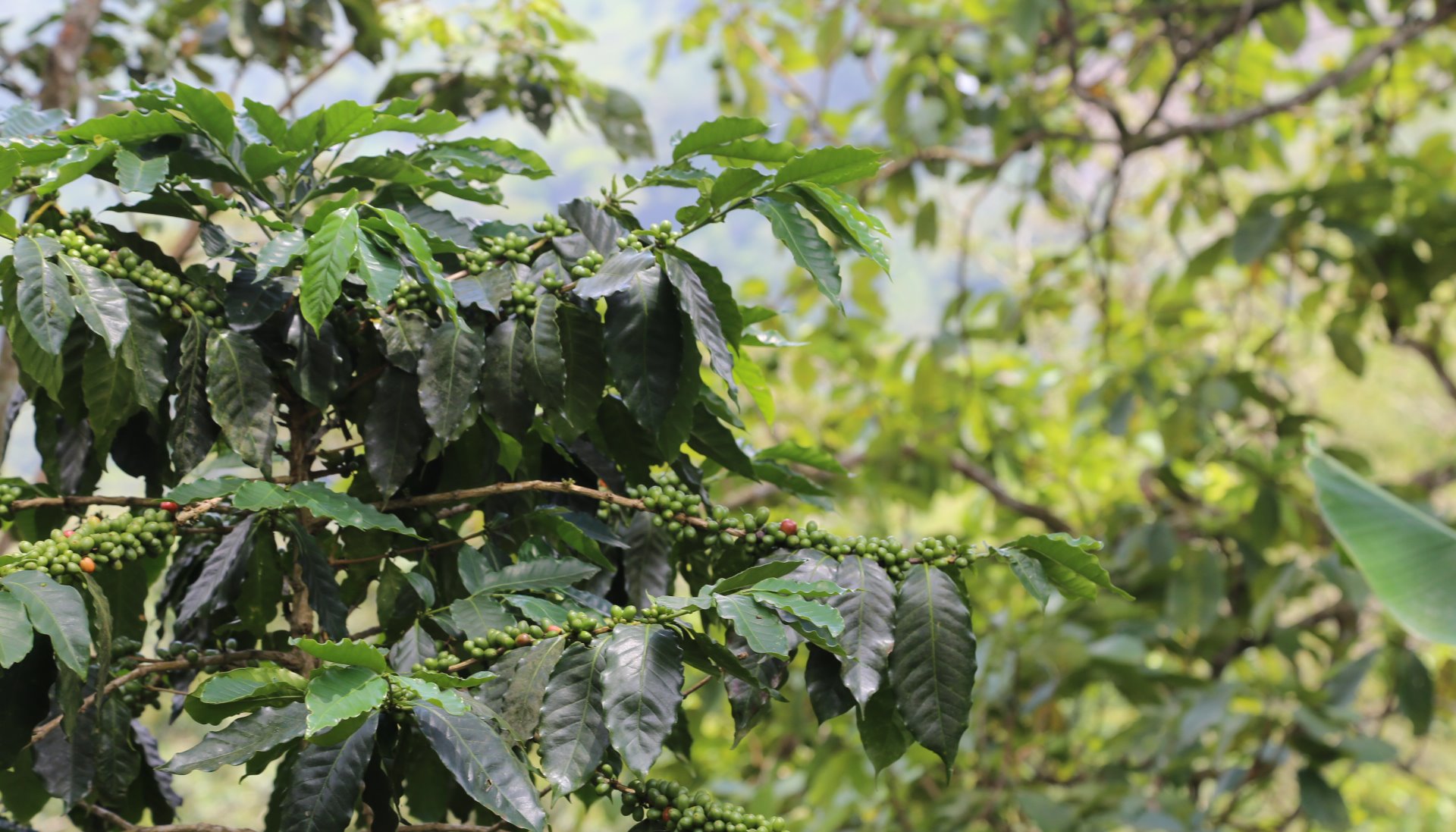 Read Specialty Coffee: from Nariño to North America and Asia by PNUD Colombia