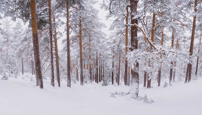Read Winter Whiteout by Javi Lorbada
