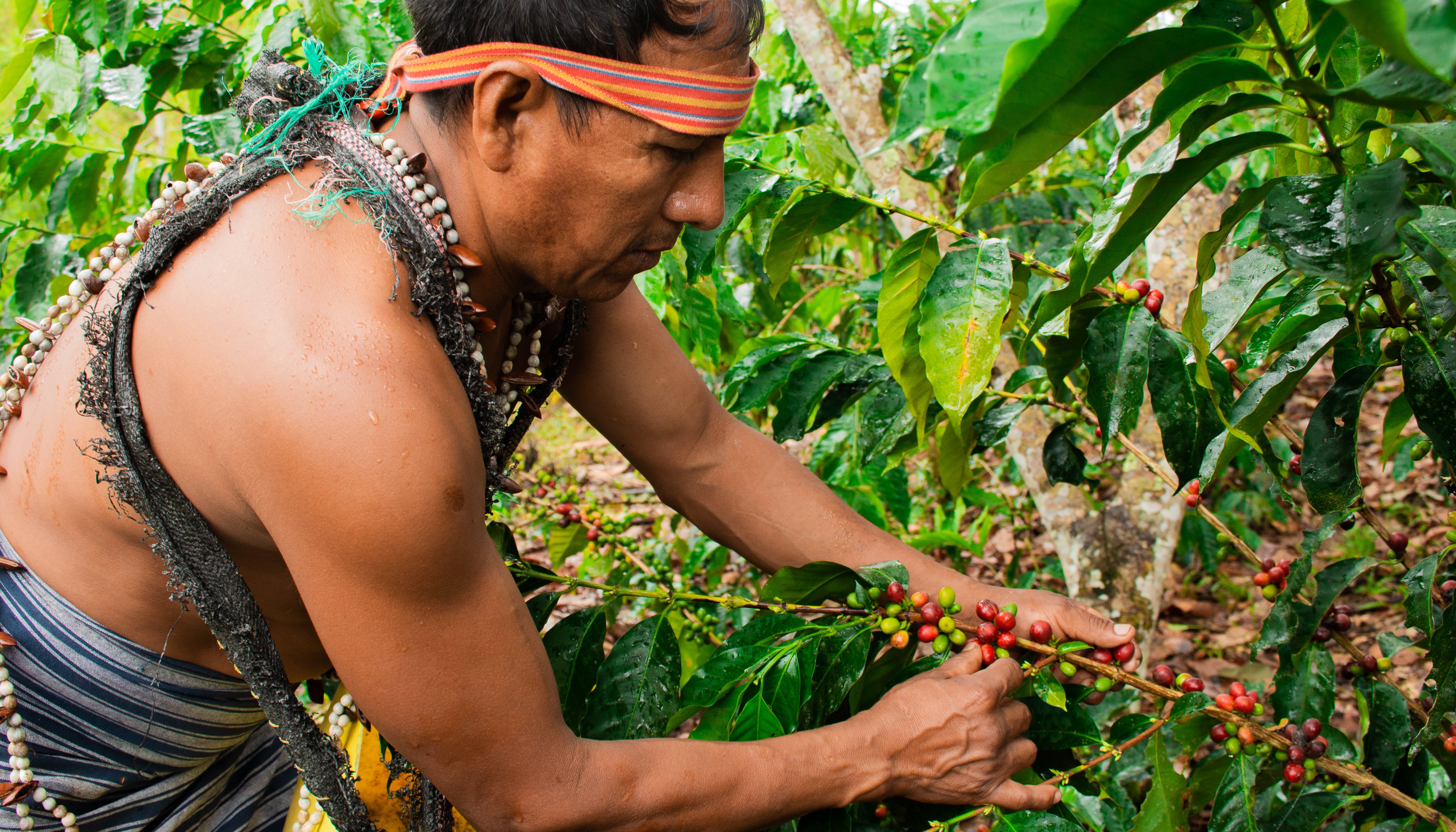 Read Harvesting hope by Climate UNDP