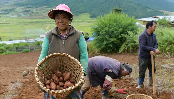 Read Transforming potato trading in Bhutan by UNDP Bhutan
