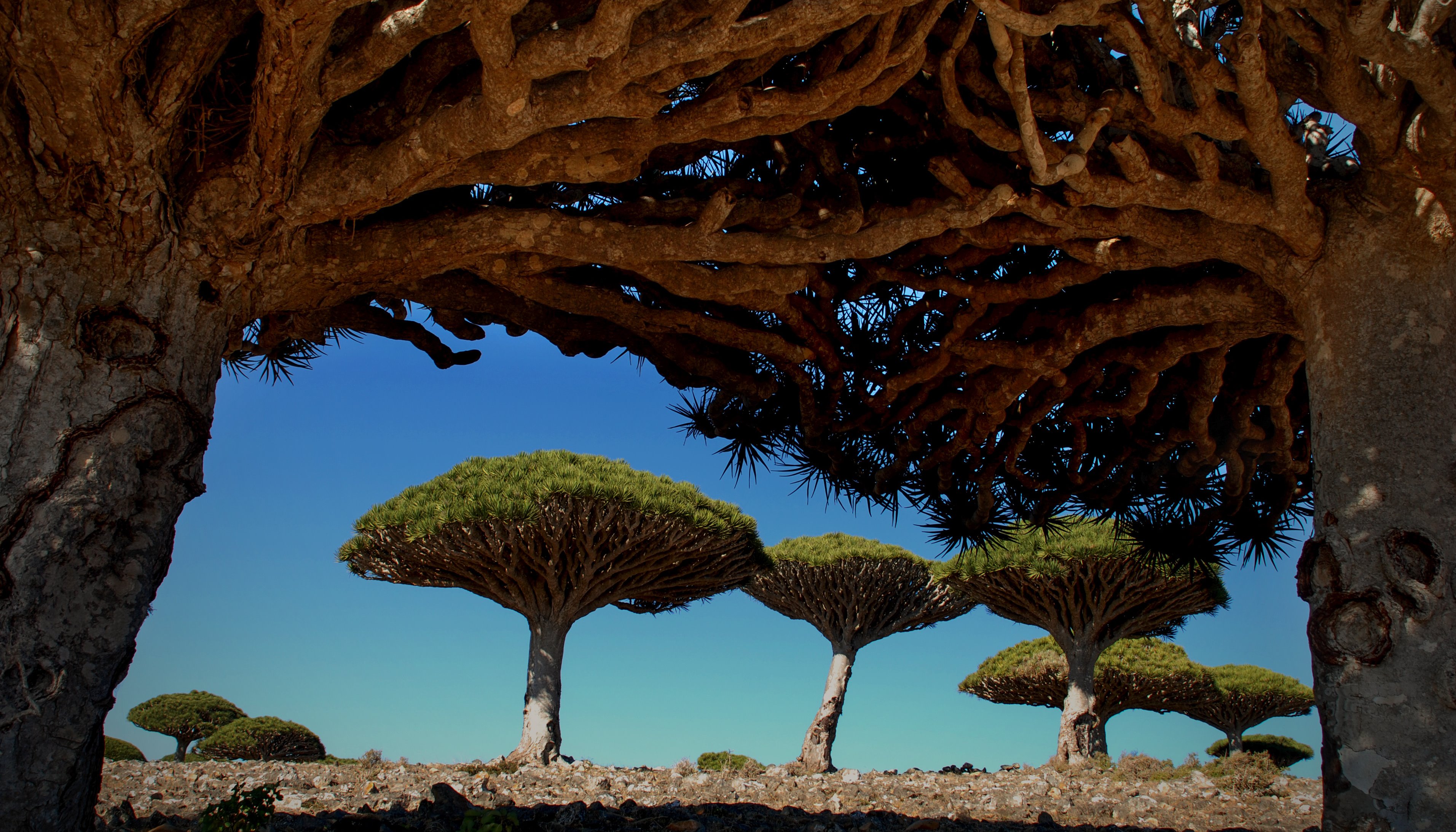 Read Building resilience on the “island abode of bliss” by United Nations Development Programme