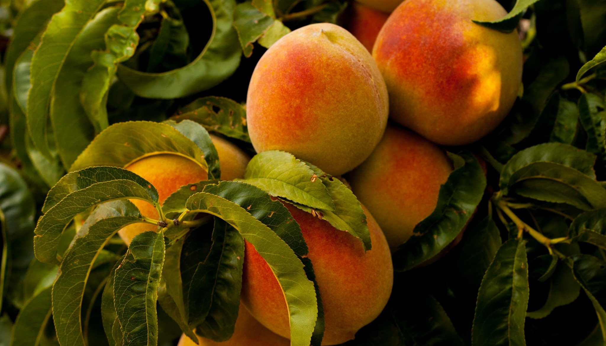 Read Choosing peaches over apples by Climate UNDP