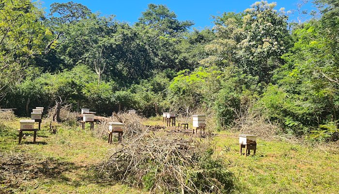 Read Abejas chiquitanas que protegen el bosque by PNUD Bolivia