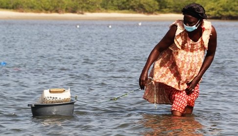 Read Mangrove rehabilitation initiative fuels hope by IW:LEARN