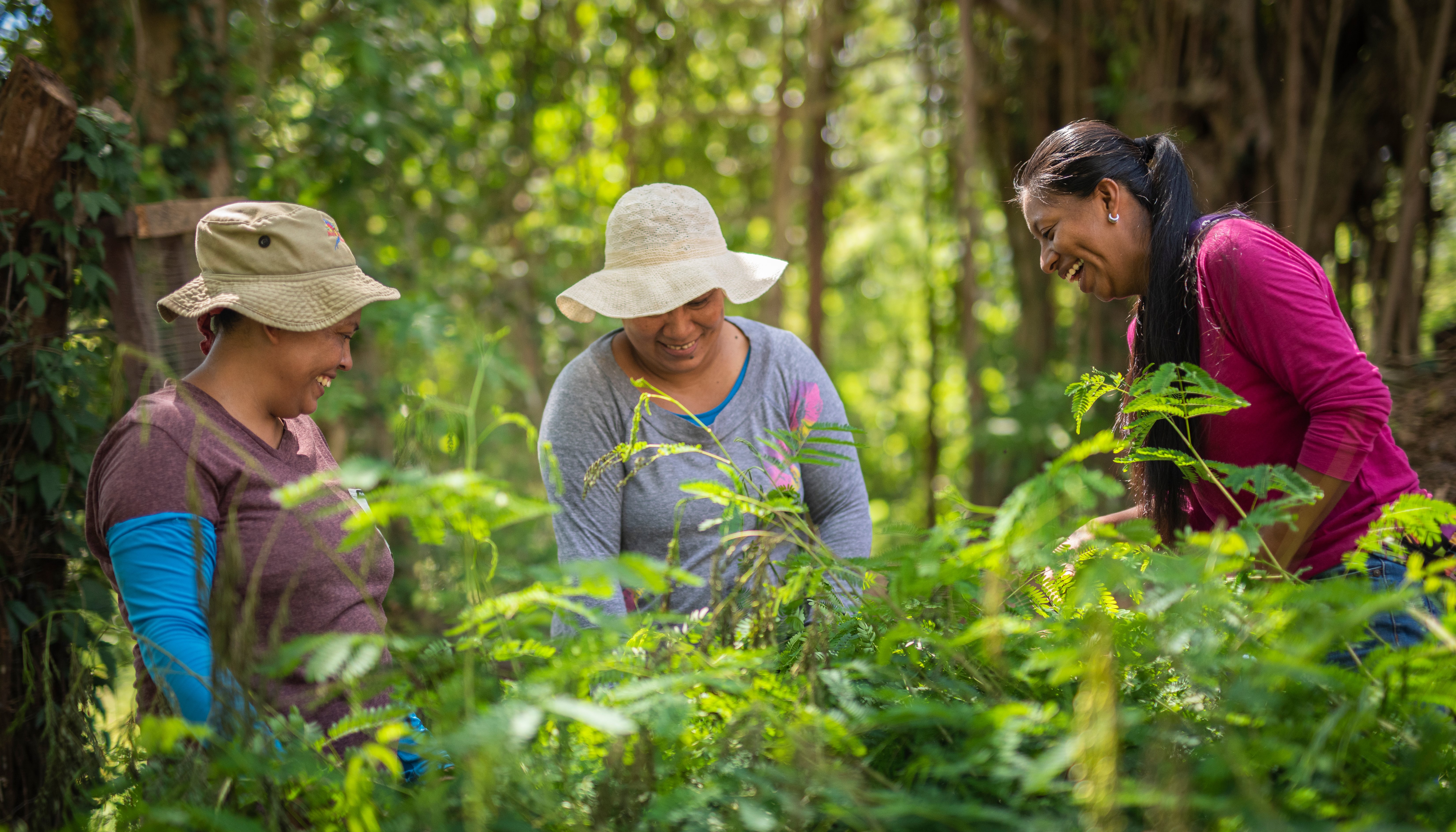 Read GREEN PHOENIX RISING by PNUD en América Latina y el Caribe
