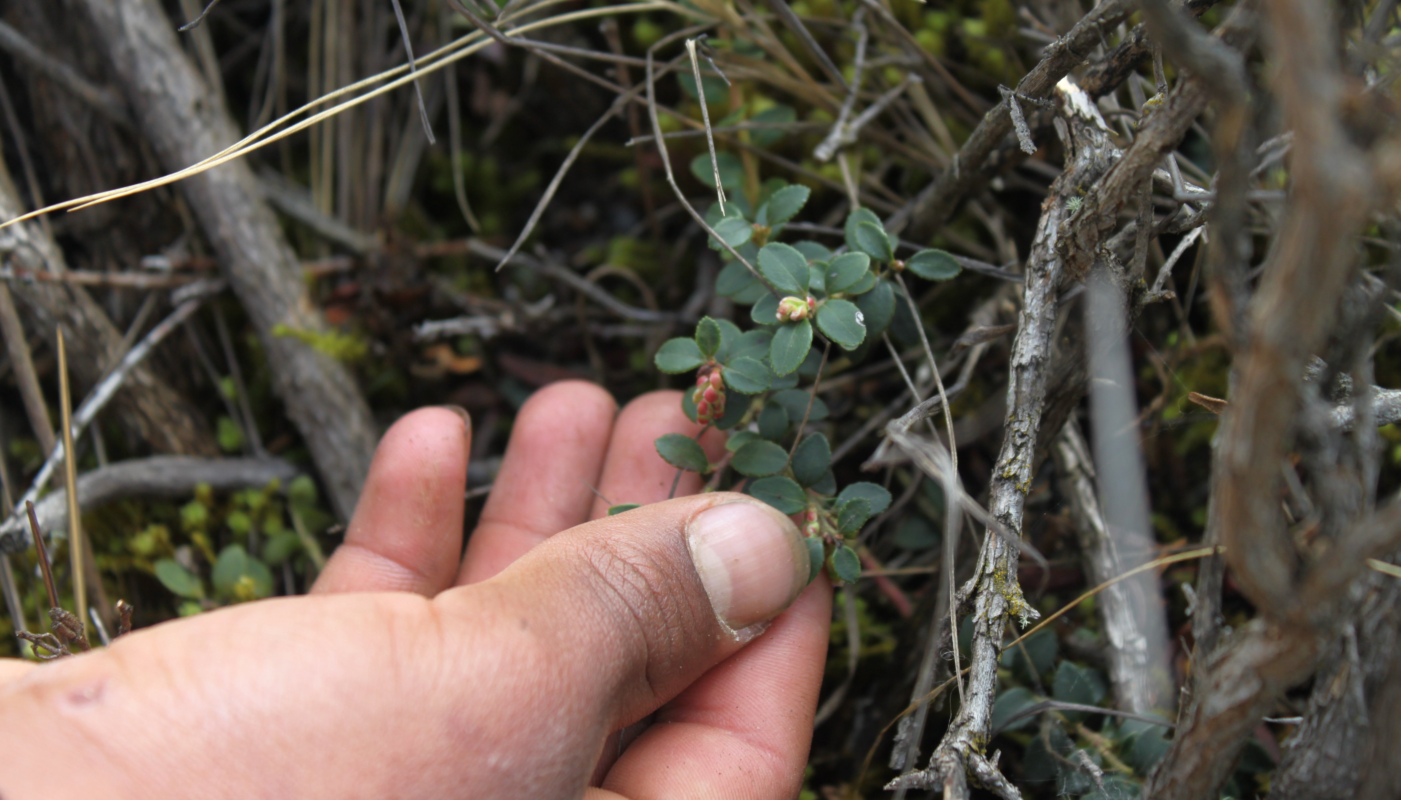 Read A wild Andean blueberry boosts livelihoods in Peru by Mountain Partnership
