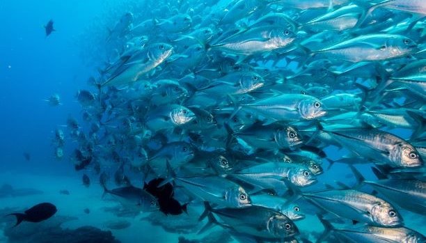 Read Southeast Asia: Fish bank of the world by IW:LEARN