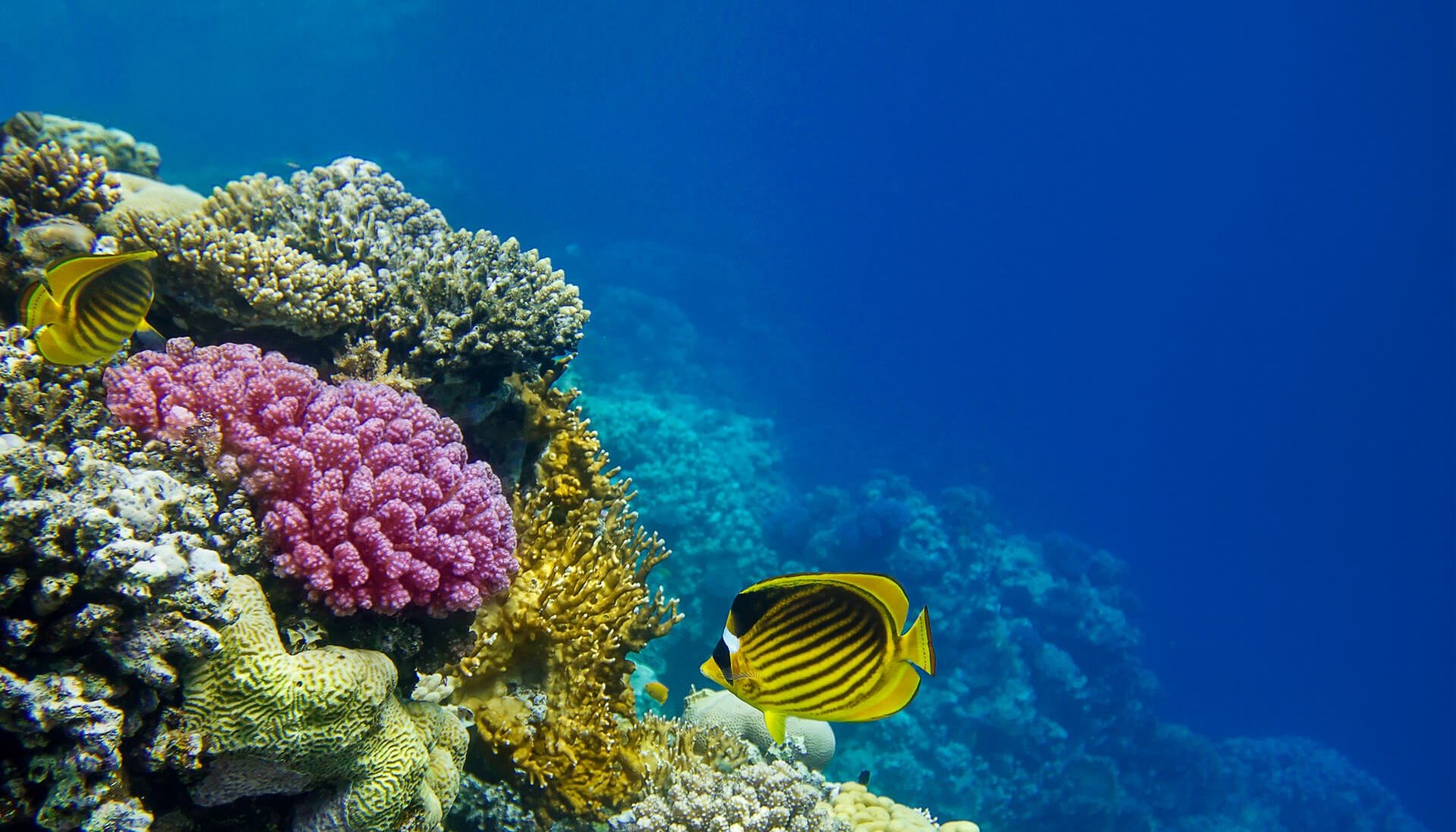 Read Sustaining future of marine life and livelihoods by Abdourazak Ahmed