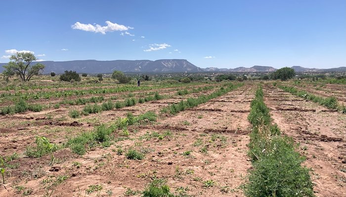 Read Soil Health in Semi-Arid High Plains by Stacie Clary