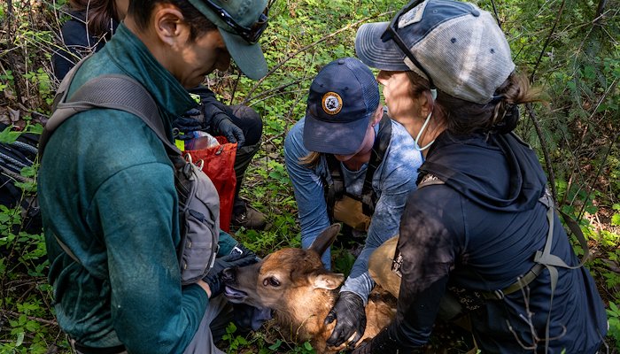 Read UM Team Sheds Light on Montana’s Shifting Elk Numbers by Tommy Martino