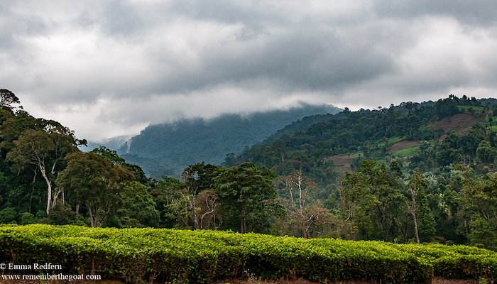 Read Tea in the Nyambeni Hills by Remember the Goat