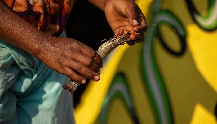 Read Diffusion of innovation in community-managed fisheries by Blue Ventures