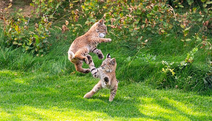 Read Bobcats by David & Lynn Townsend