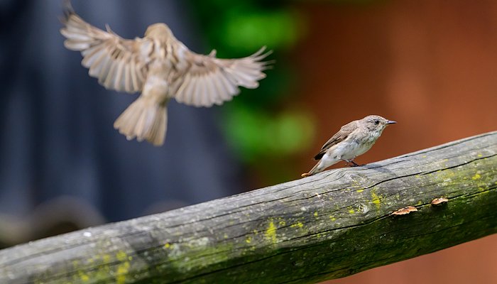 Read Catching Birds IV by Ron Timmers