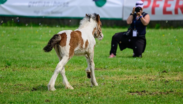 Read Impressions From 'Pferd International' by Ron Timmers