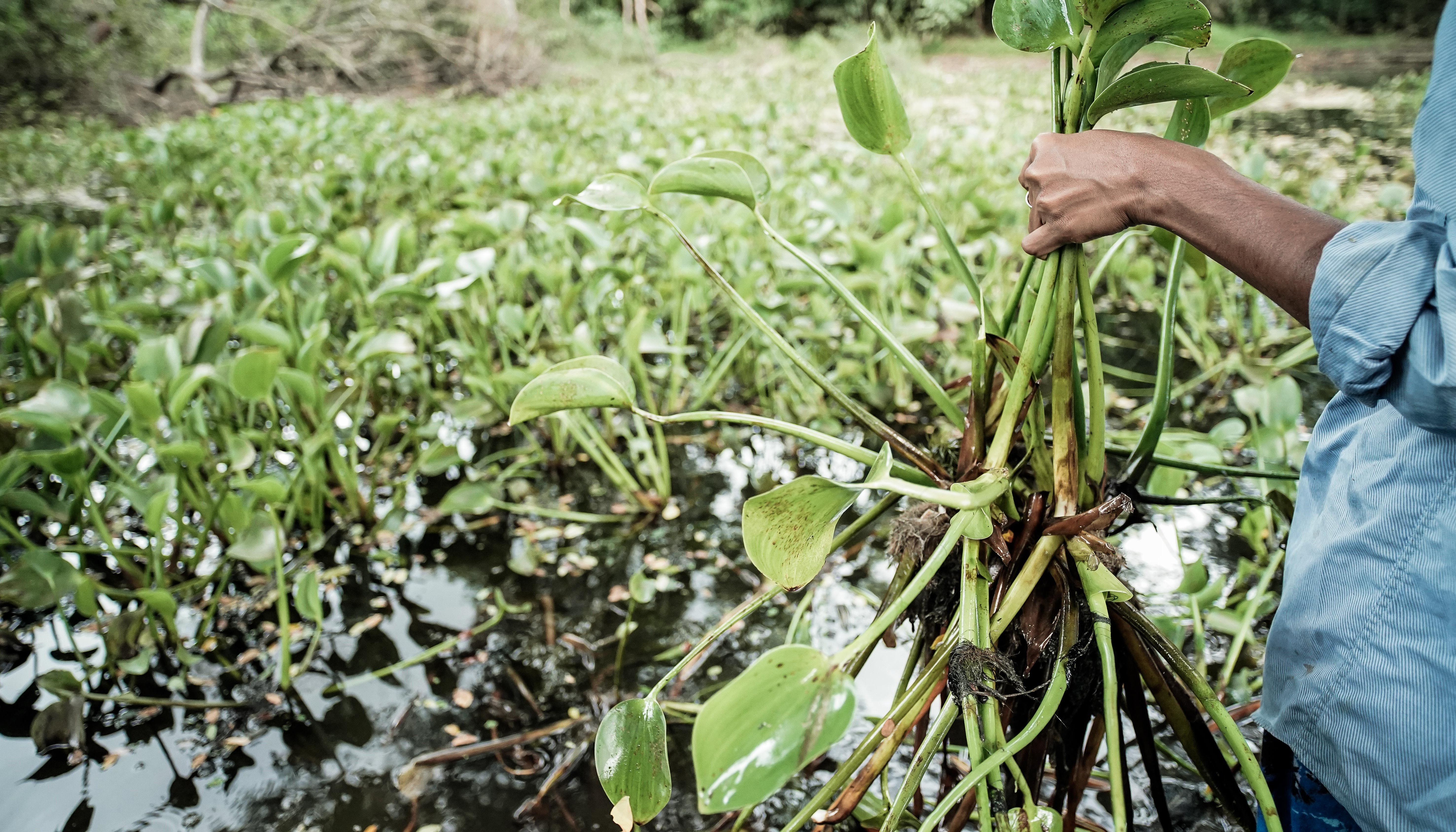 Read Invasive to inclusive by UNDP Sri Lanka