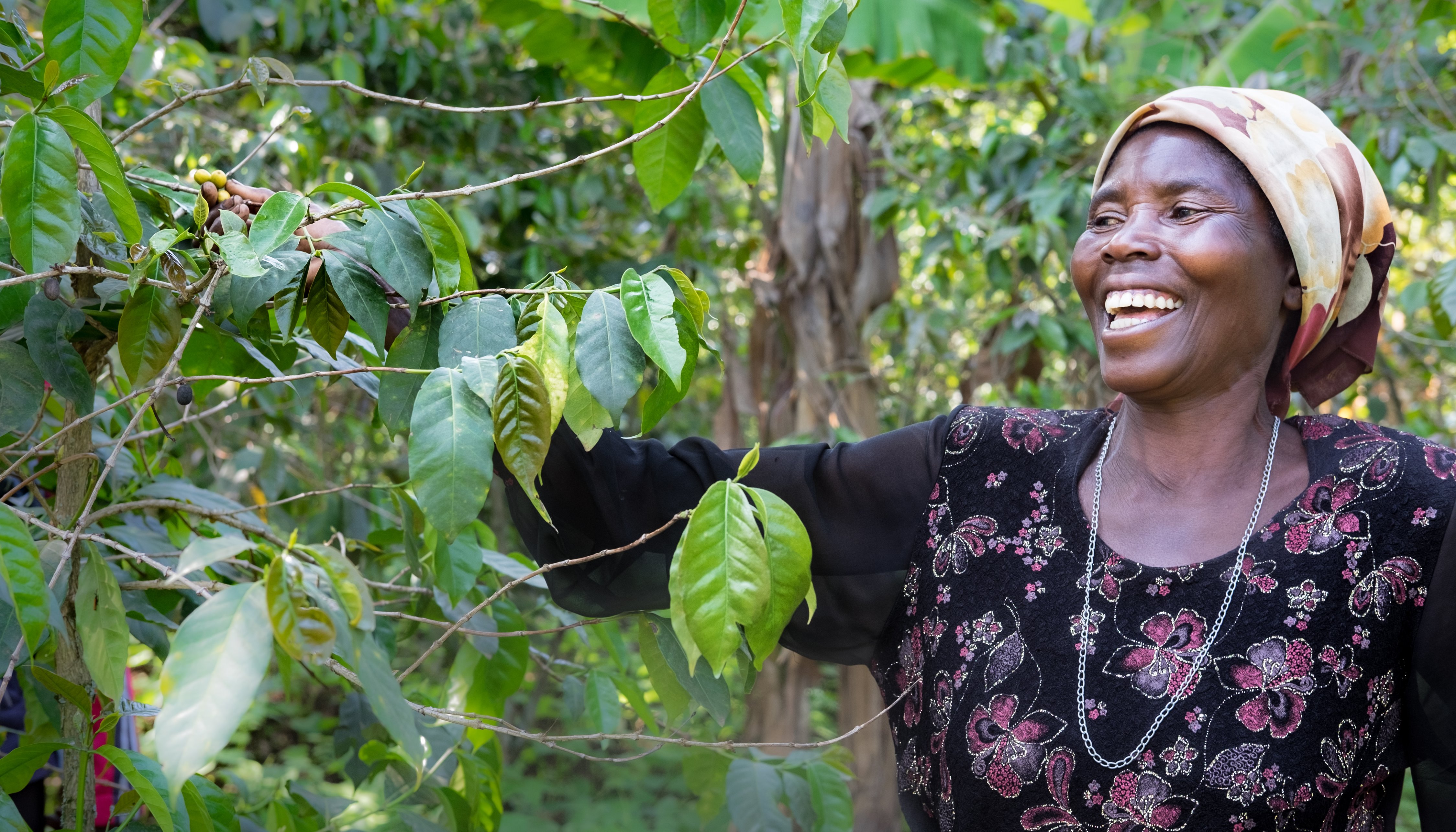 Read Congolese Coffee Connections by Tetra Tech International Development Services