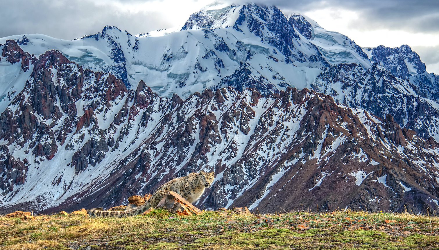 Read On the trail of the snow leopard in Kazakhstan by UNDP Eurasia