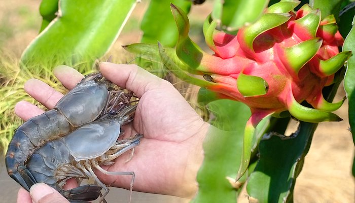 Read Green transformation brings Vietnamese agricultural products to the world by UNDP Viet Nam