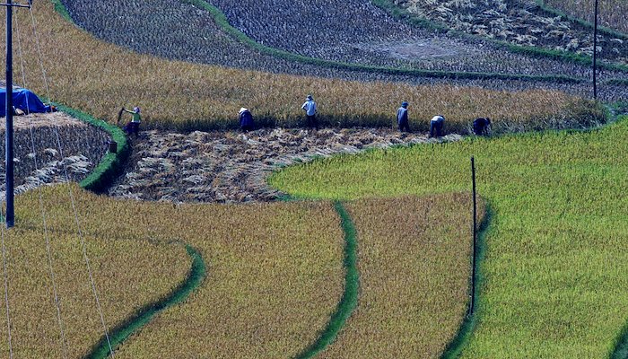 Read Vietnam’s rice sector copes with drought and salinity intrusion by using Climate-Smart Maps and Adaptation Plans (CS-MAP) by The CGIAR Research Program on Climate Change, Agriculture and Food Security